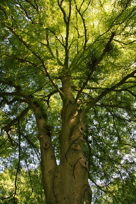 ���������� (Schlosspark Nymphenburg) - ������ (Munich)