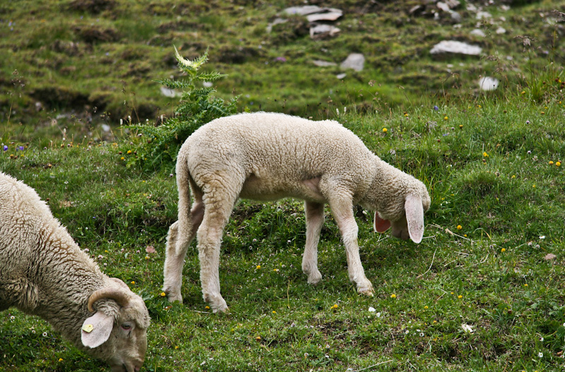 ������� - ���������� ������������� ������ (Grossglockner Hochalpenstrasse)