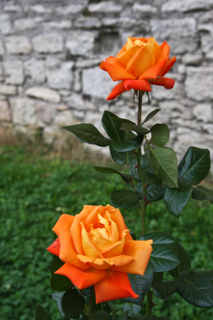 ���� � ������� ���� - ������� (Avignon)