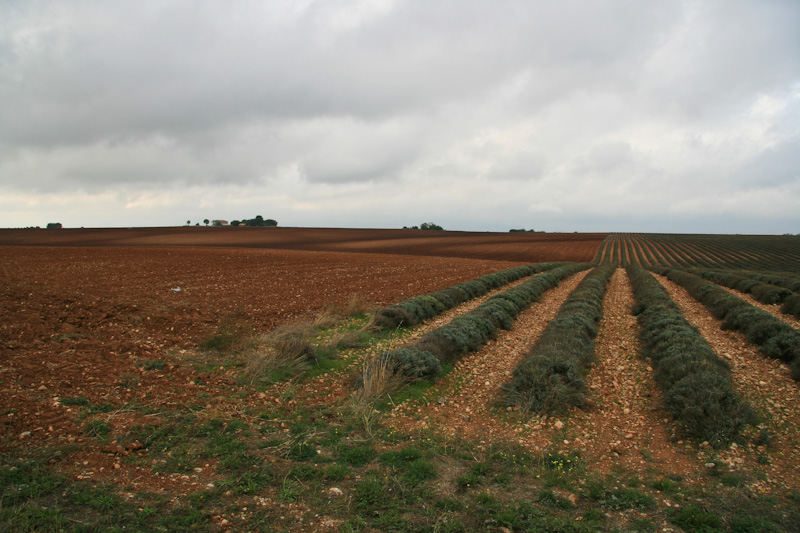 ���������� ���� ������ - ������� (Luberon)
