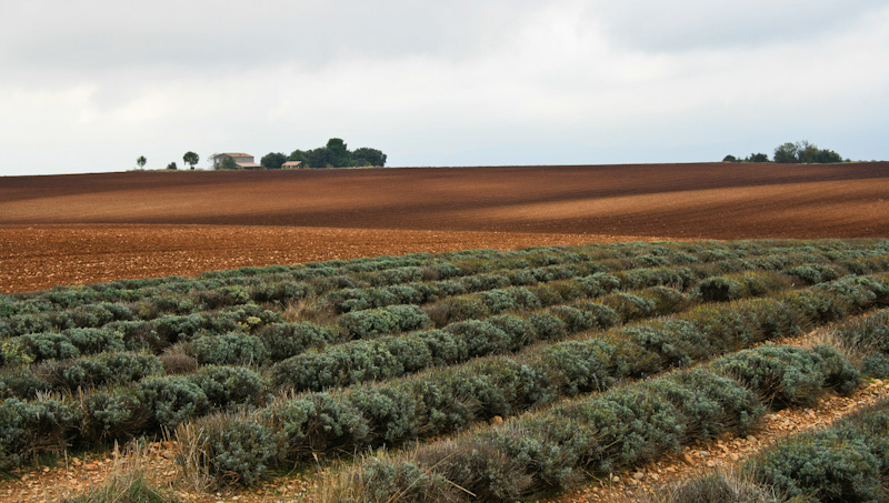 ���������� ���� ������ - ������� (Luberon)