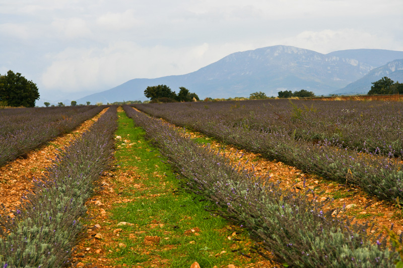 ���������� ���� ������ - ������� (Luberon)