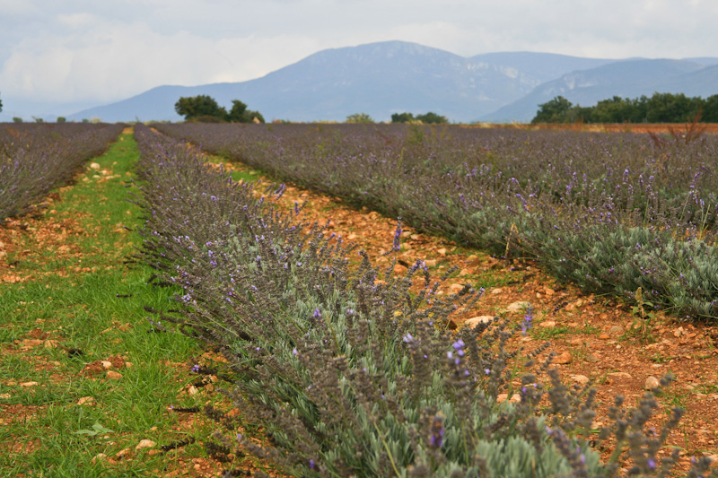 ���������� ���� ������ - ������� (Luberon)