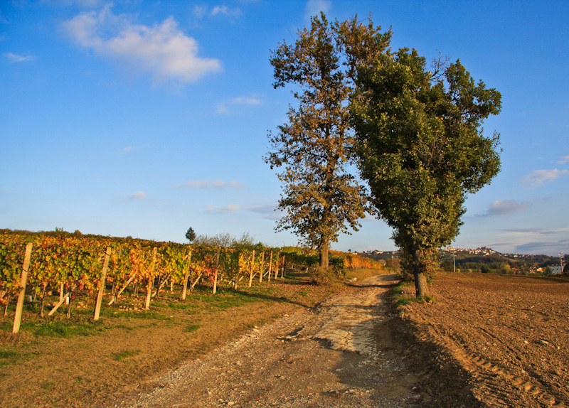 ������������ ������� ������ - ����� ����� (Langhe)