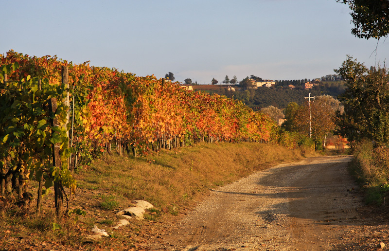 ������������ ������� ������ - ����� ����� (Langhe)