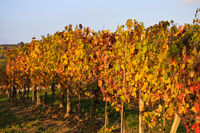 ���� ������� ������ ������� �� ����� ��������� - ����� ����� (Langhe)