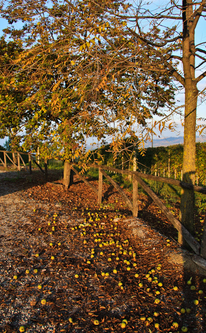 ������� ����� - ����� ����� (Langhe)