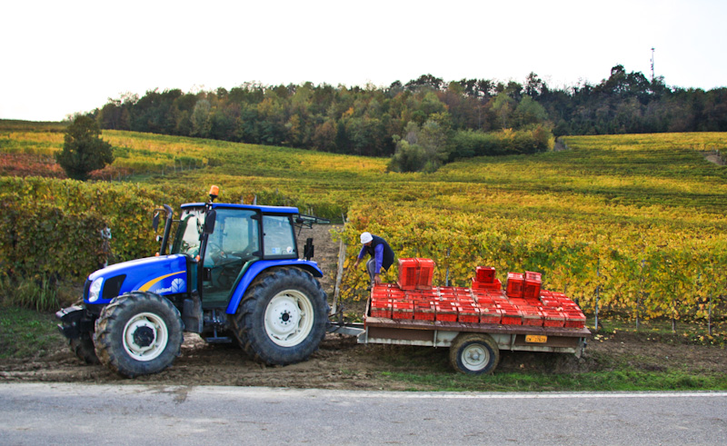 ���� ��������� - ����� ����� (Langhe)