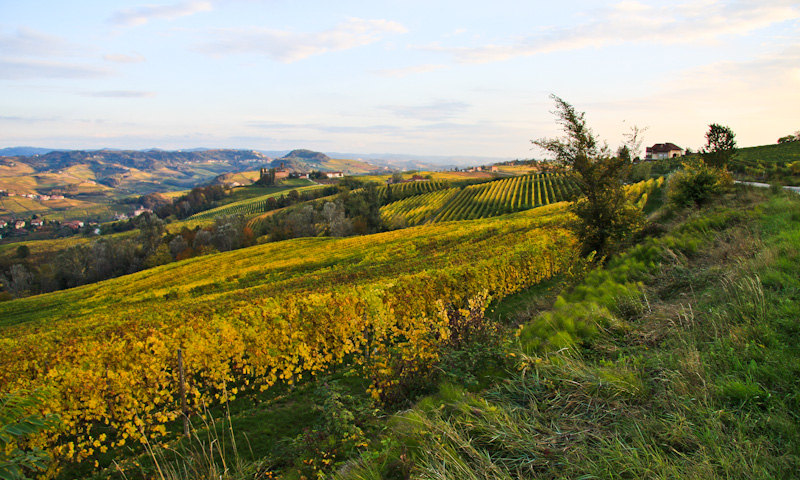 ������������ ������� ������ - ����� ����� (Langhe)