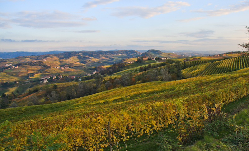 ������������ ������� ������ - ����� ����� (Langhe)