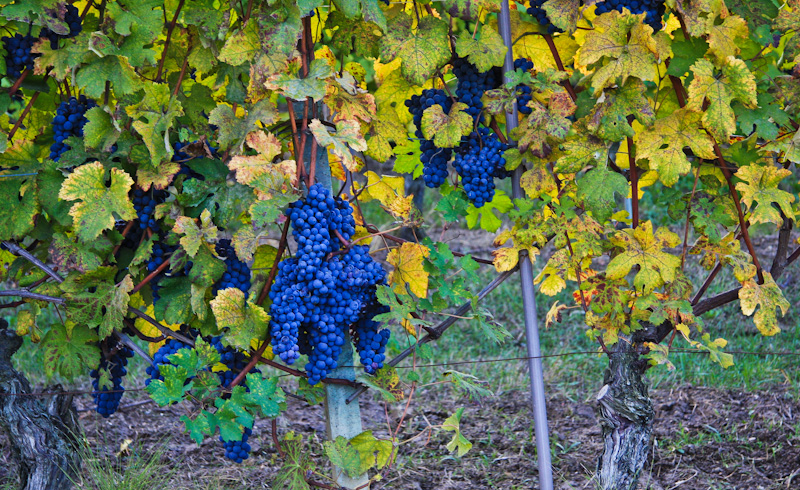 ������� - ����� ����� (Langhe)
