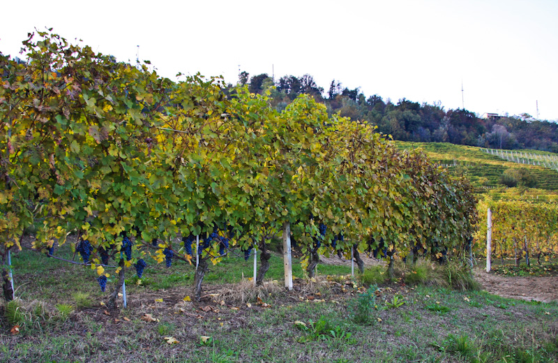 �������� ��� �� ����� - ����� ����� (Langhe)