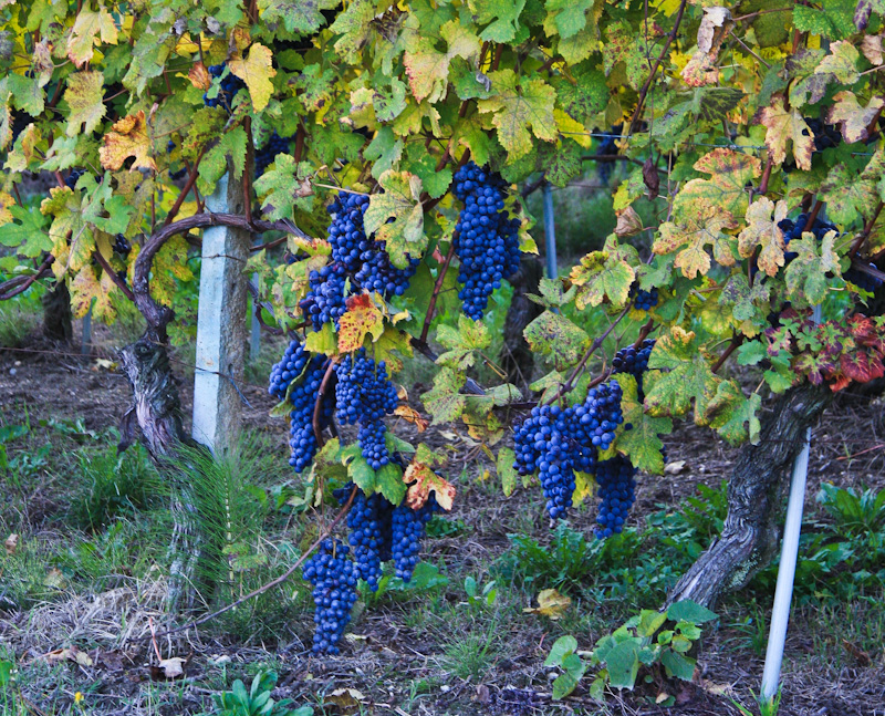 ��� ����� ����� ������ ����� - ����� ����� (Langhe)
