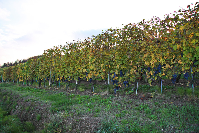 �������� - ����� ����� (Langhe)