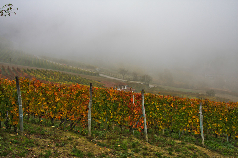 ������������ � ������ - ����� ����� (Langhe)