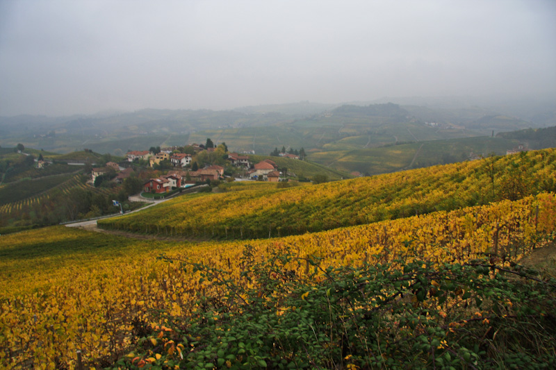 �� ������ � ������ - ����� ����� (Langhe)