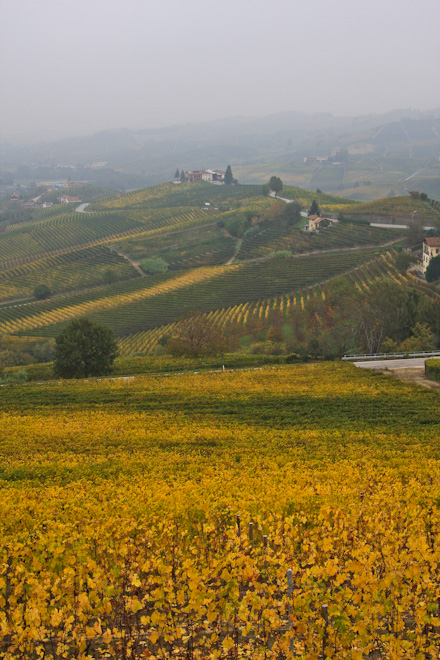 �� ������ � ������ - ����� ����� (Langhe)