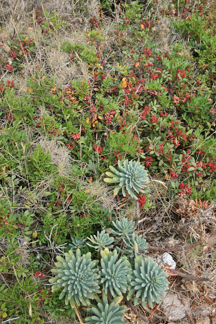 ��� ������ (Cap de Creus). ��������