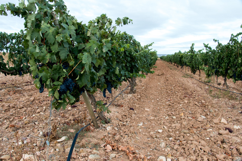 ������������ Bodegas Comenge - �������-��-����� (Curiel de Duero)